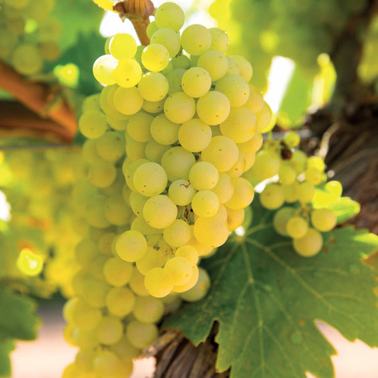 Vigne Vroege Van Der Laan - Bakker