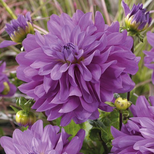 3 Dahlias Bluetiful - Bakker