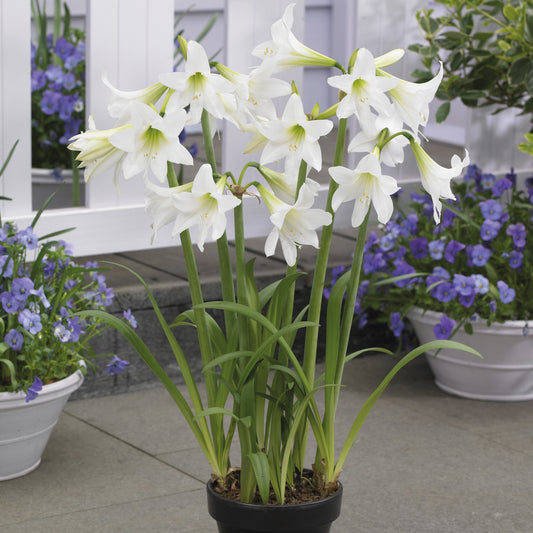 Amaryllis de jardin Sonatini blanc - Bakker