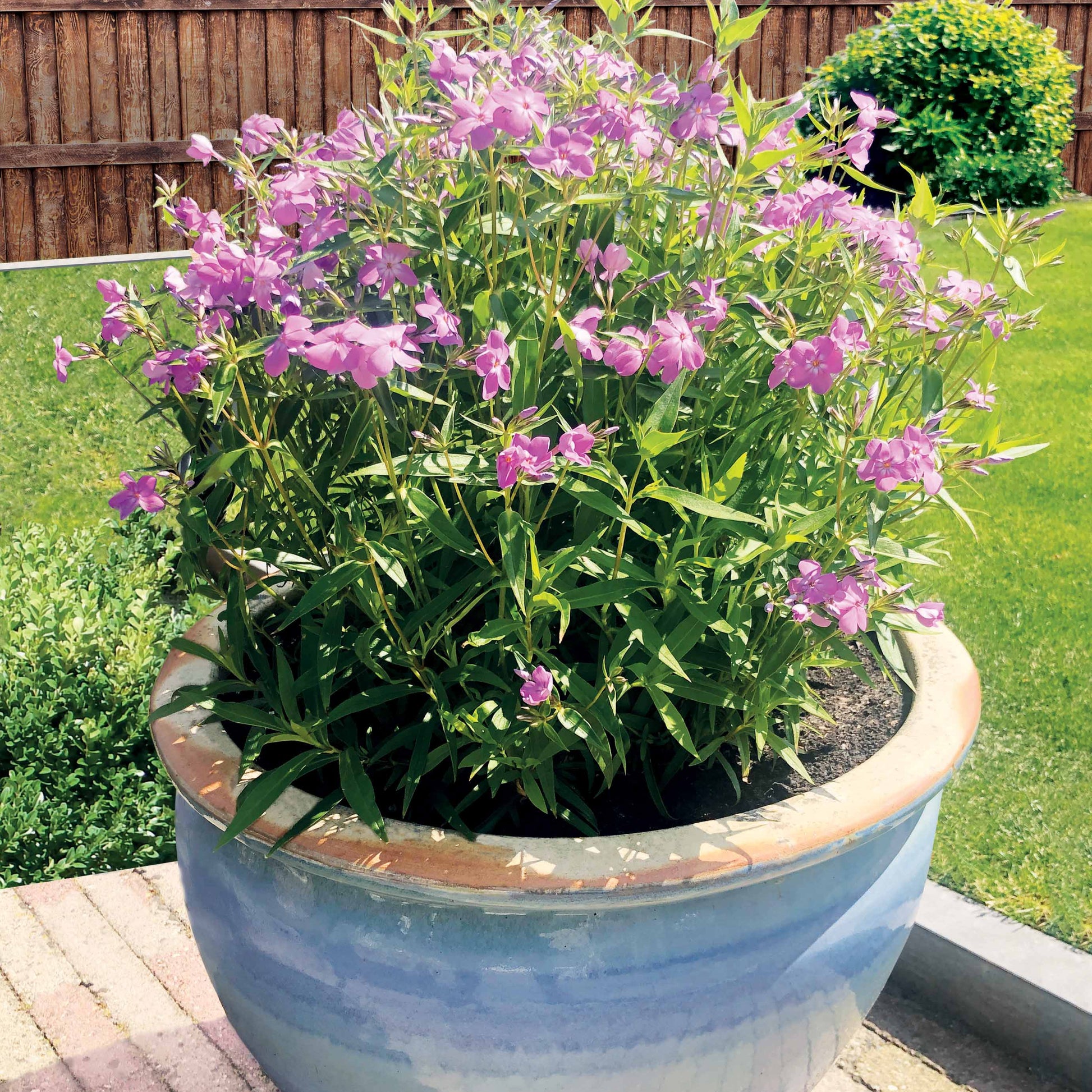 Bakker - 2 Phlox forever pink - Phlox forever pink - Plantes d'extérieur