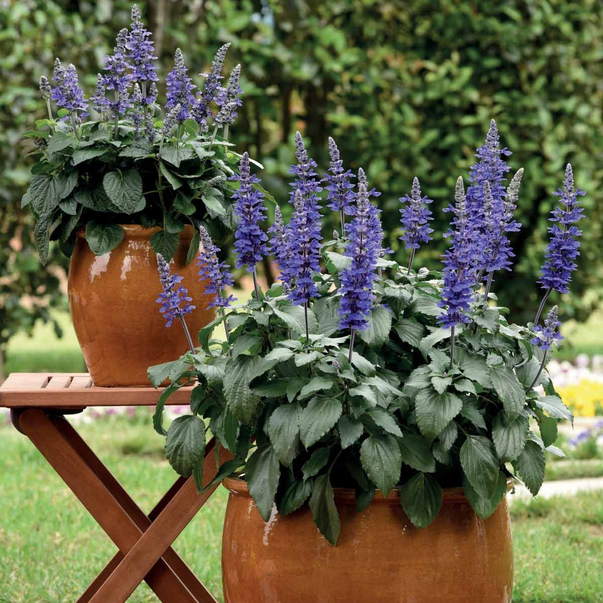 3 Sauge Mysty - Salvia mysty - Bakker
