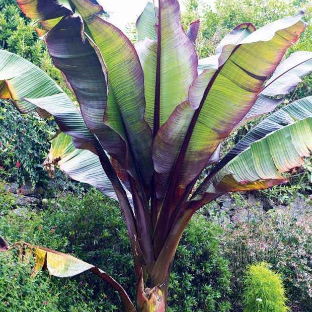 Bananier rouge d'Abyssinie - Ensete ventricosum Maurelii - Bakker