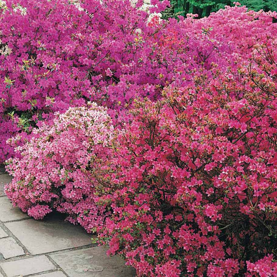 Azalée du Japon violette - Rhododendron (azalea japonica) Geisha Purple - Bakker