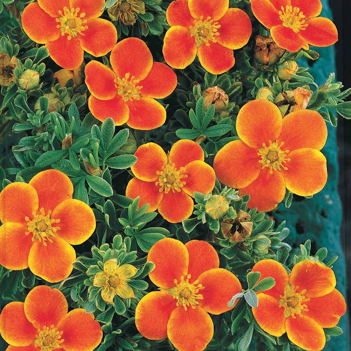 Potentilla fruticosa Hopley's Orange - Potentille Hopley's Orange - Arbustes fleuris