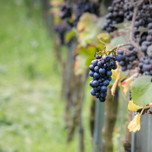 Bakker - Vigne Pinot - Vitis vinifera pinot - Type de fruitiers