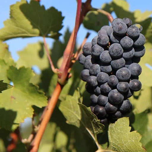 Vigne Merlot - Bakker