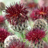 Bakker - Centaurée pourpre - Centaurea atropurpurea - Plantes d'extérieur