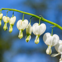 Coeur de Marie blanc - Bakker.com | France