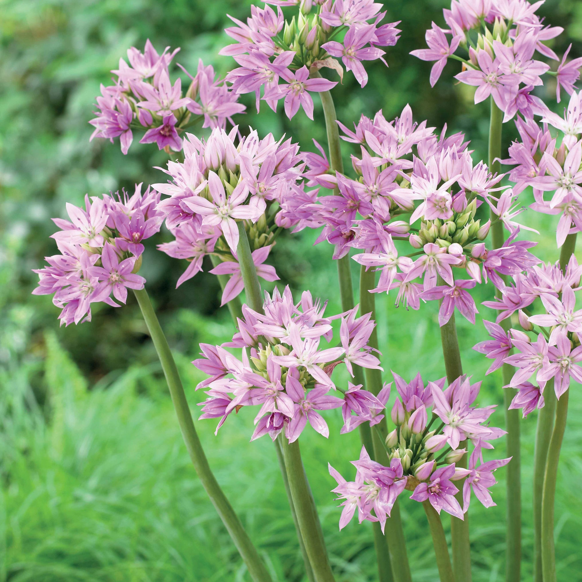 Bakker - 20 Alliums Eros - Allium eros - Bulbes à fleurs