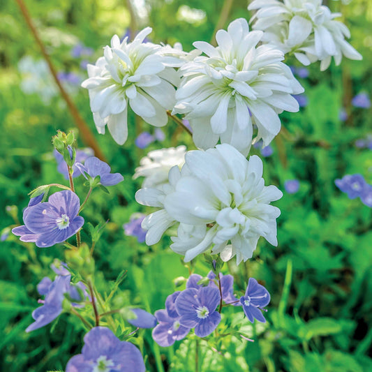 5 Saxifrage granulata Flore Pleno - Bakker