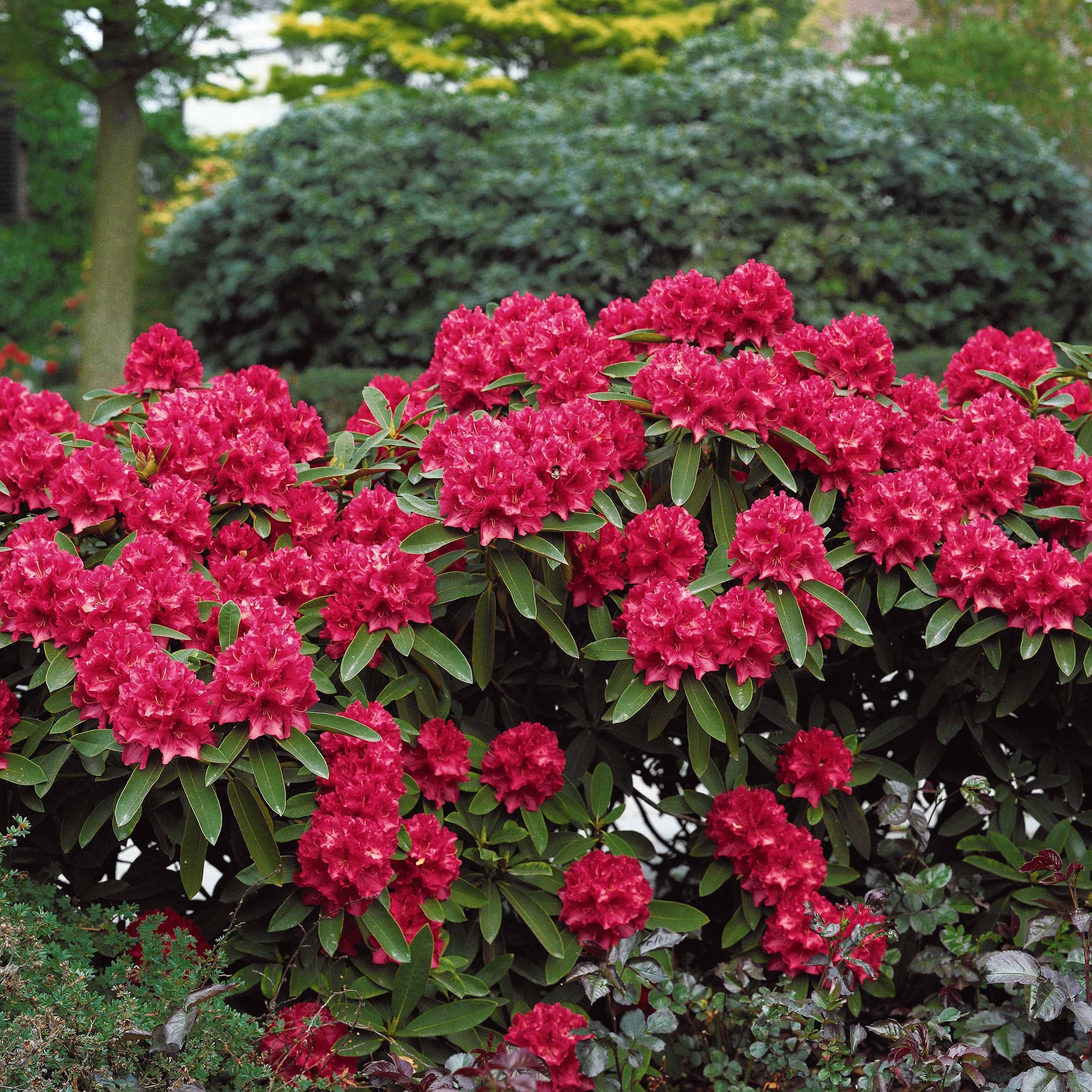 Rhododendron Scarlet Wonder - Bakker.com | France