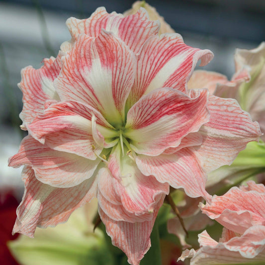 Amaryllis Happy Nymph - Bakker