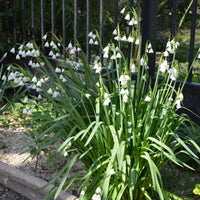 8 Nivéoles d'été - Leucojum aestivum - Bakker