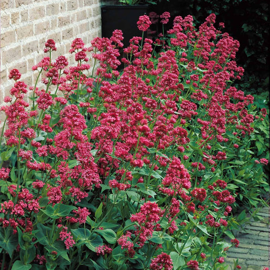 3 Valérianes rouges - Bakker