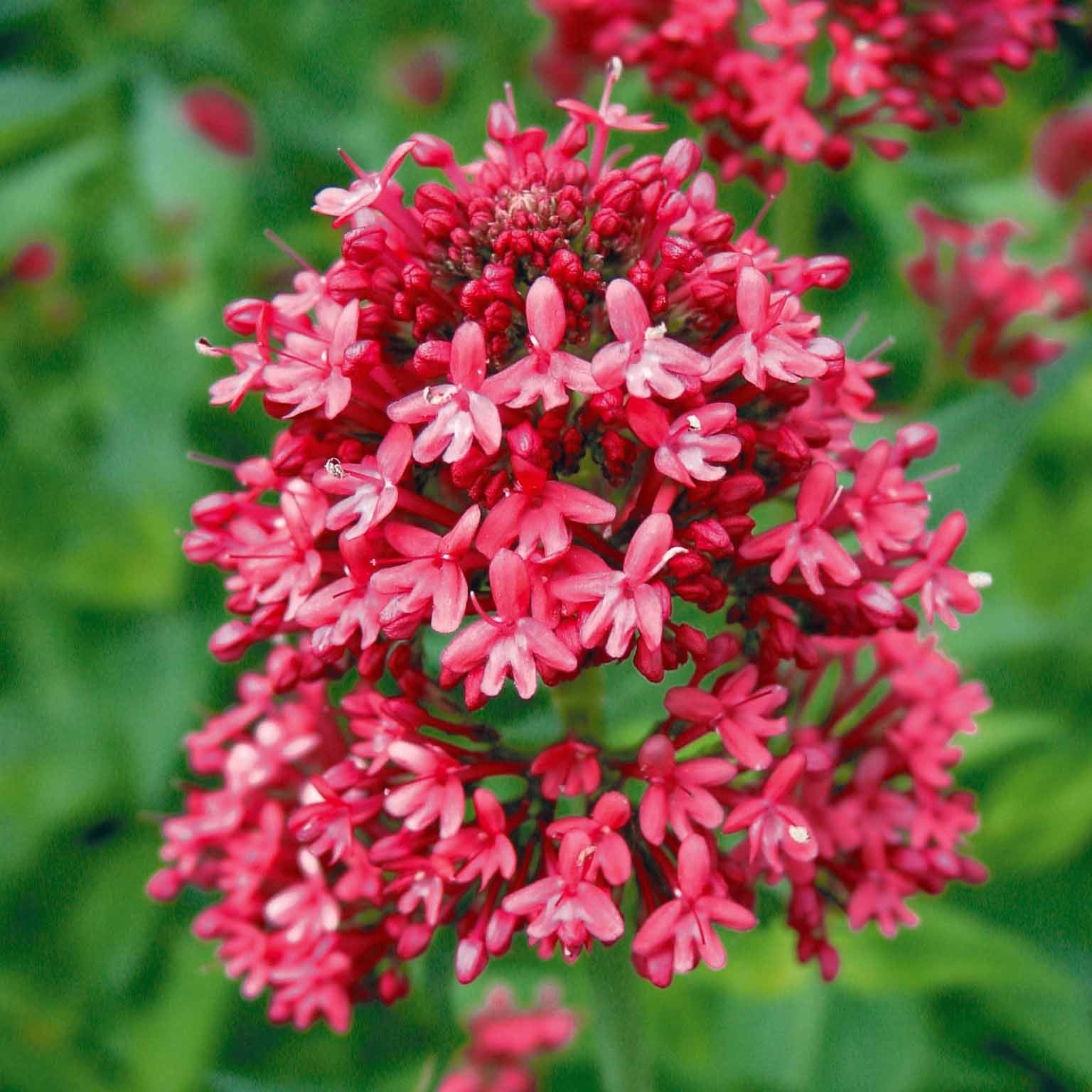 Vente 3 Valérianes rouges - Centranthus ruber coccineus