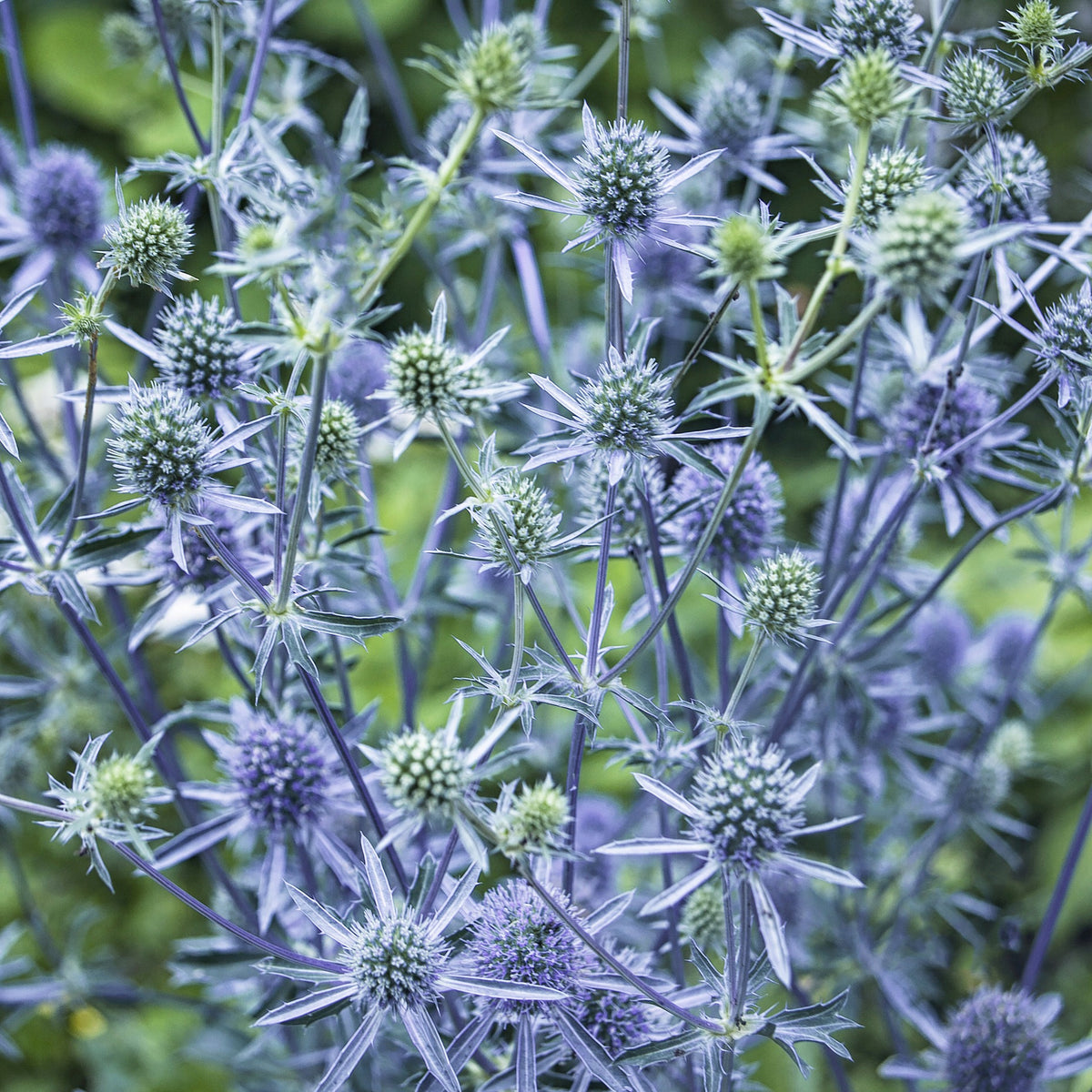 Vente Chardon bleu - Eryngium planum