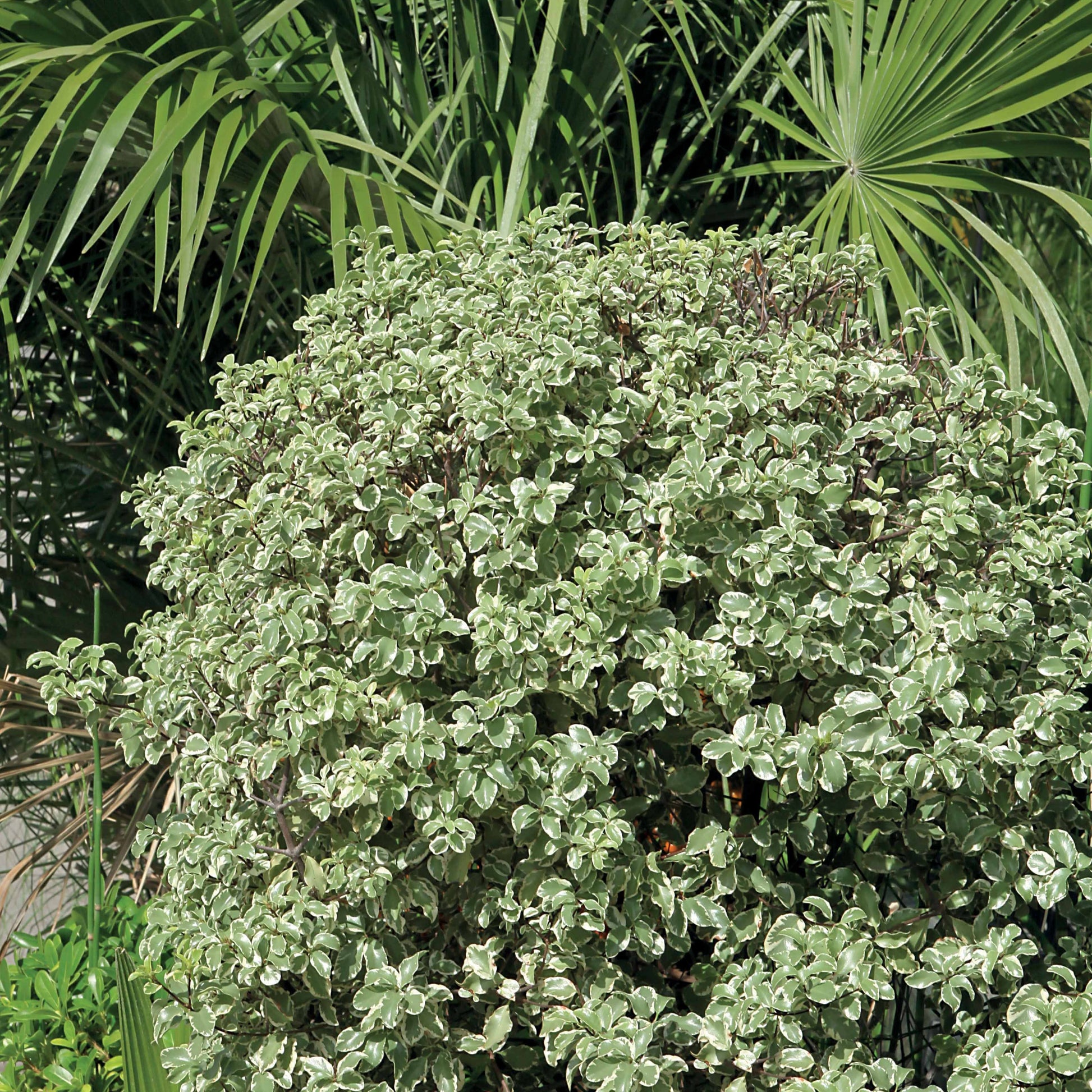Bakker - Pittosporum tenuifolium variegatum - Pittosporum tenuifolium variegatum - Plantes d'extérieur