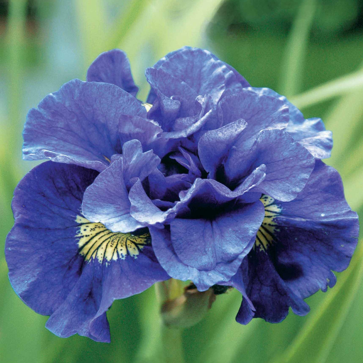 Iris de Sibérie Concord Crush - Iris sibirica Concord Crush - Bakker