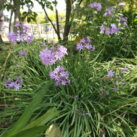 Tulbaghia violacea - 3 Tulbaghia violacea - Vivaces fleuries