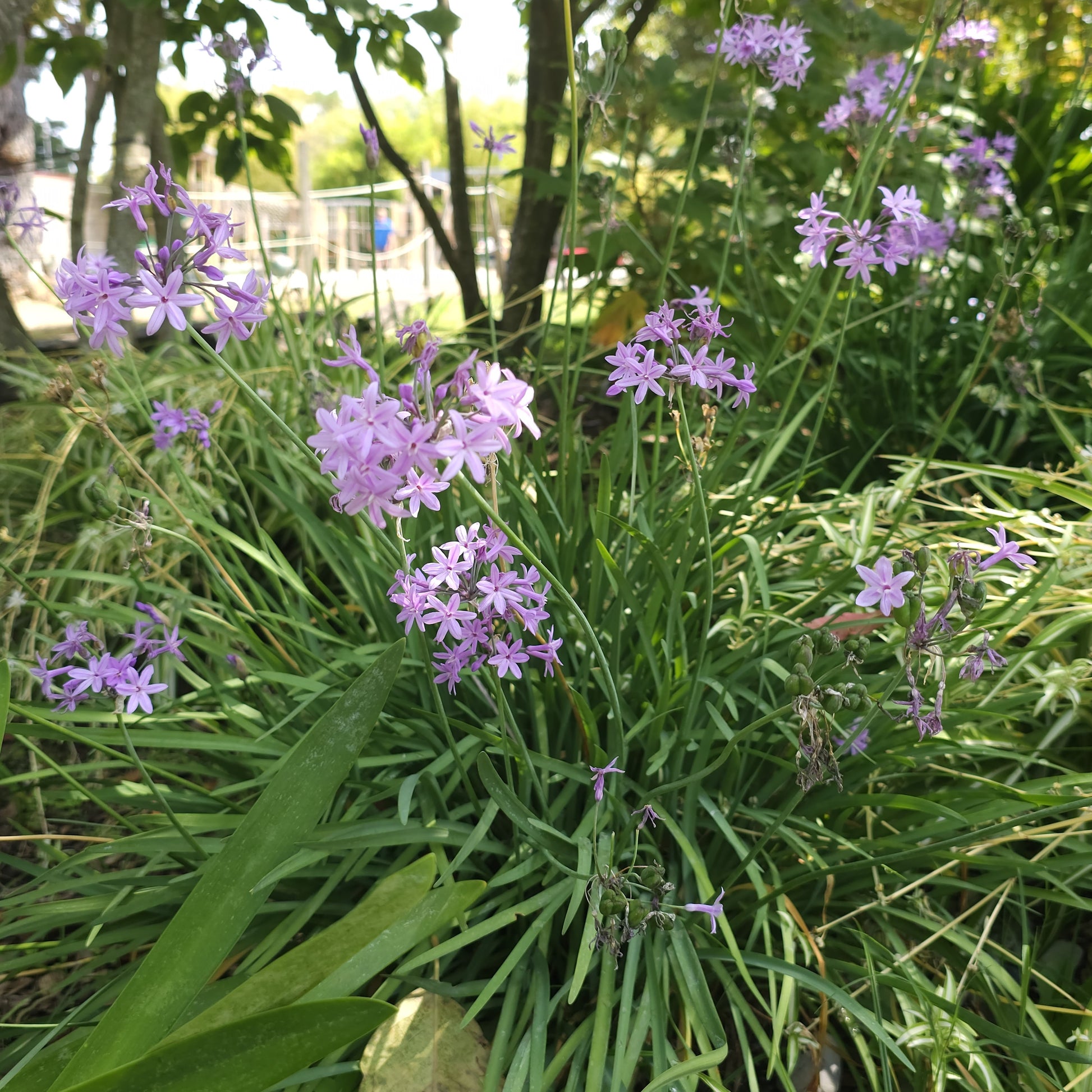 Tulbaghia violacea - 3 Tulbaghia violacea - Vivaces fleuries