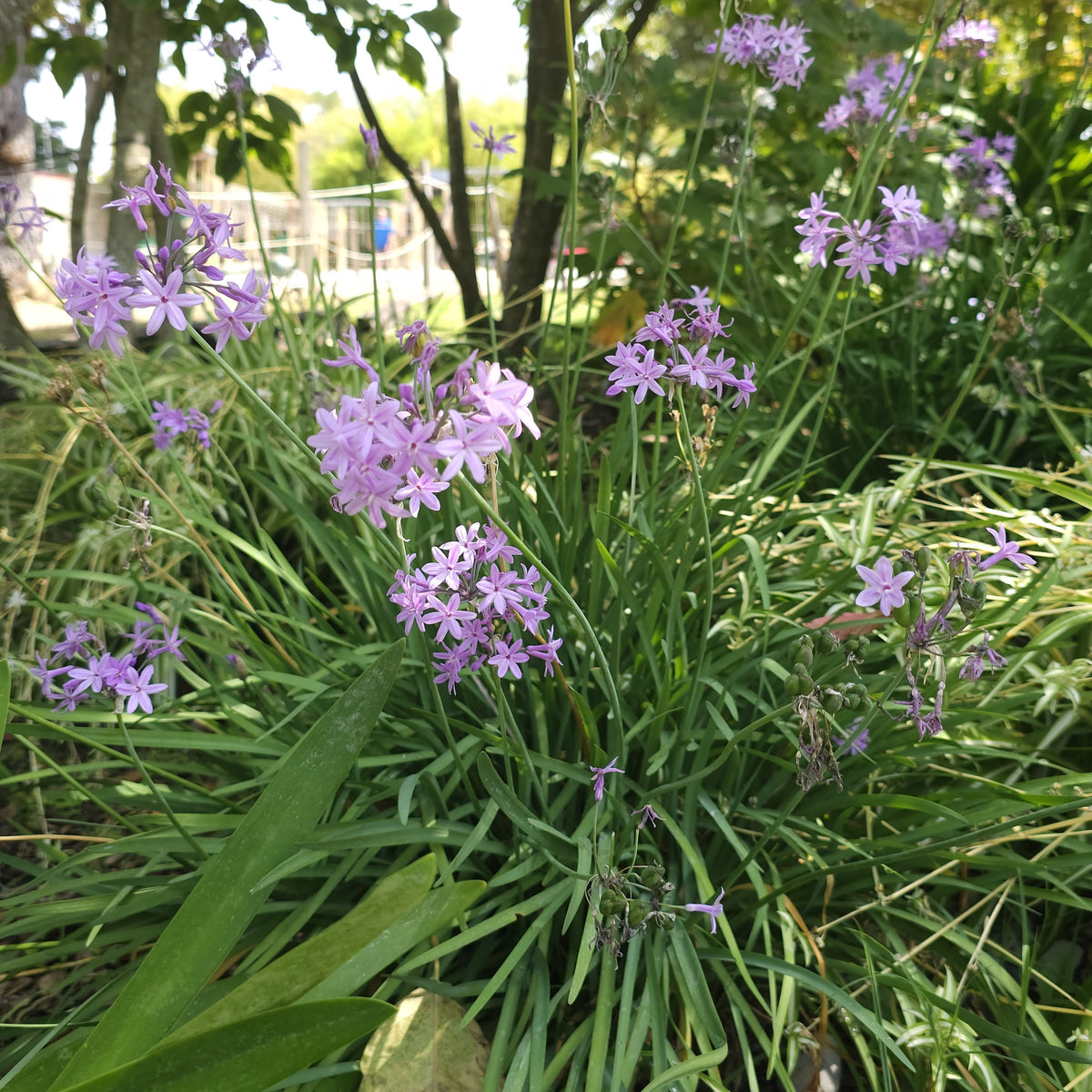 Tulbaghia violacea - 3 Tulbaghia violacea - Vivaces fleuries