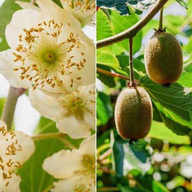 Couples de Kiwis Hayward et mâles - Bakker