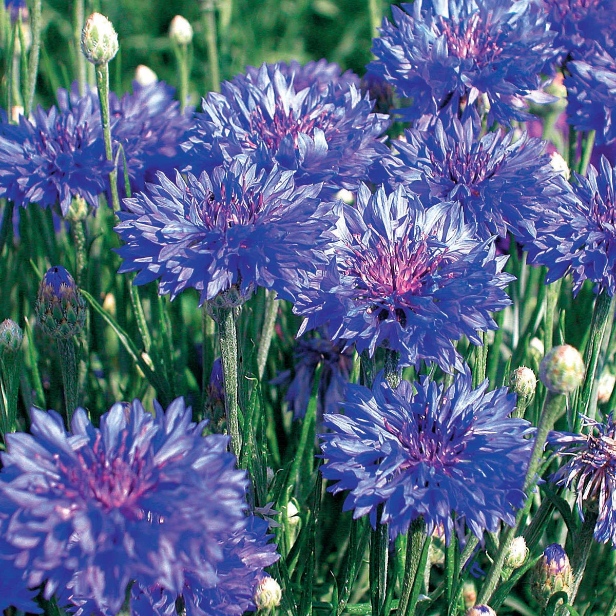 Vente Collection de graines de fleurs à couper - Collection fleurs à couper à semer