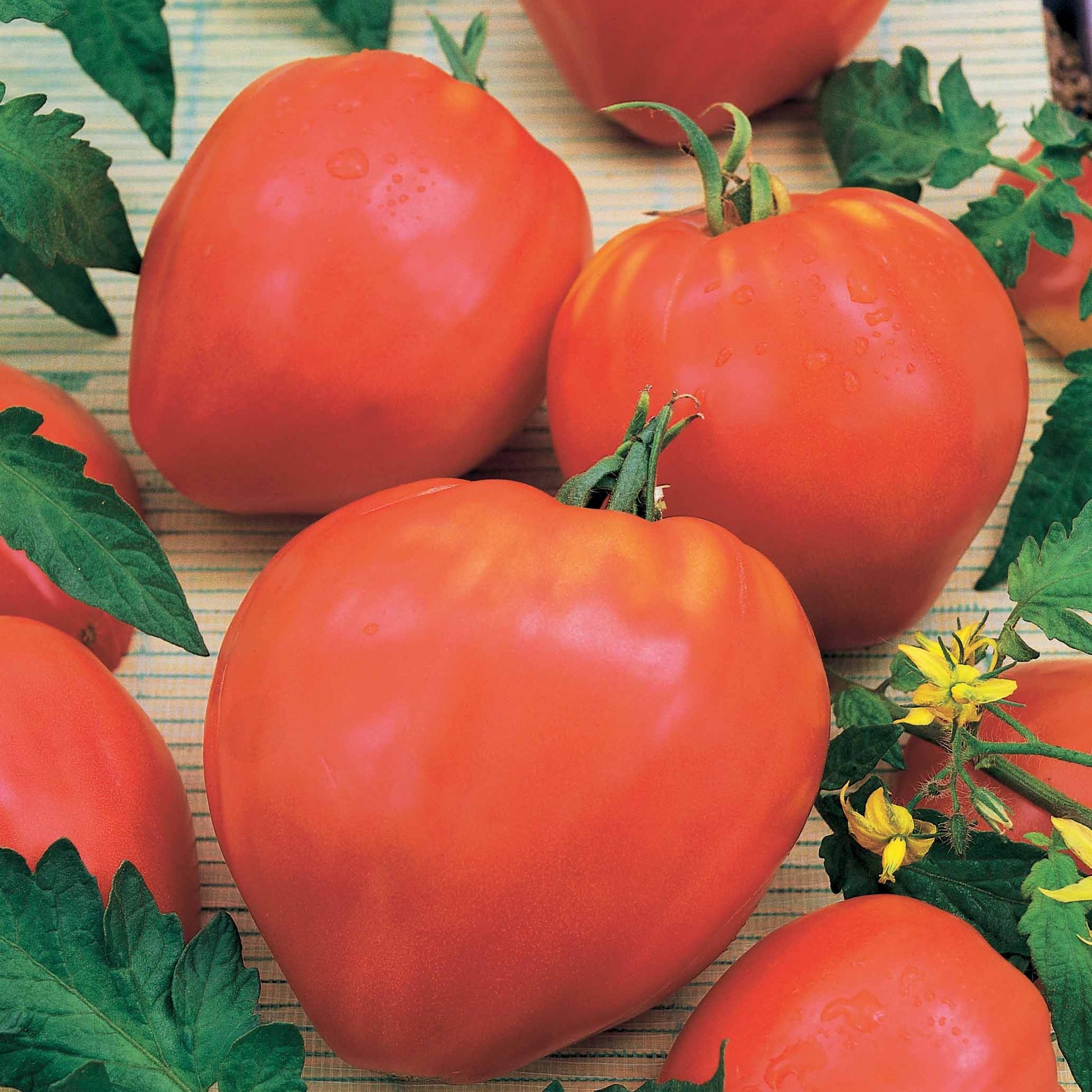 Collection 3 tomates savoureuses (Coeur de Boeuf, Saint Pierre, San M - Bakker.com | France