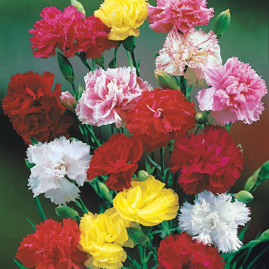 Oeillets Enfant de Nice en mélange - Dianthus enfant de nice - Bakker