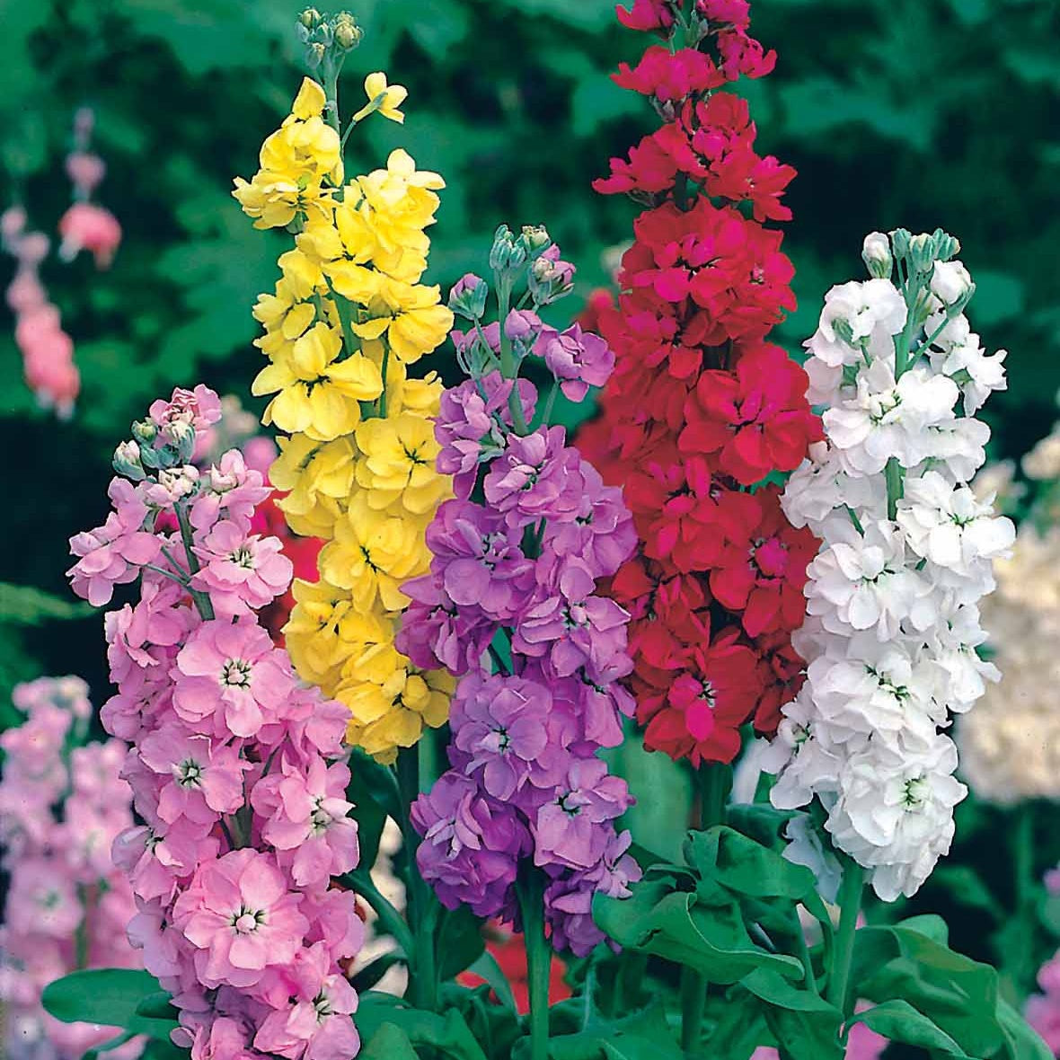 Matthiola incana - Giroflées Quarantaine en mélange - Plantes sauvages jardin