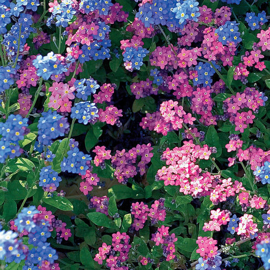 Myosotis des Alpes en mélange - Bakker