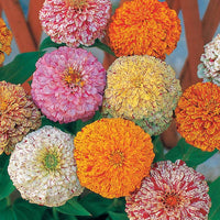 Zinnia Peppermint stick en mélange - Bakker.com | France