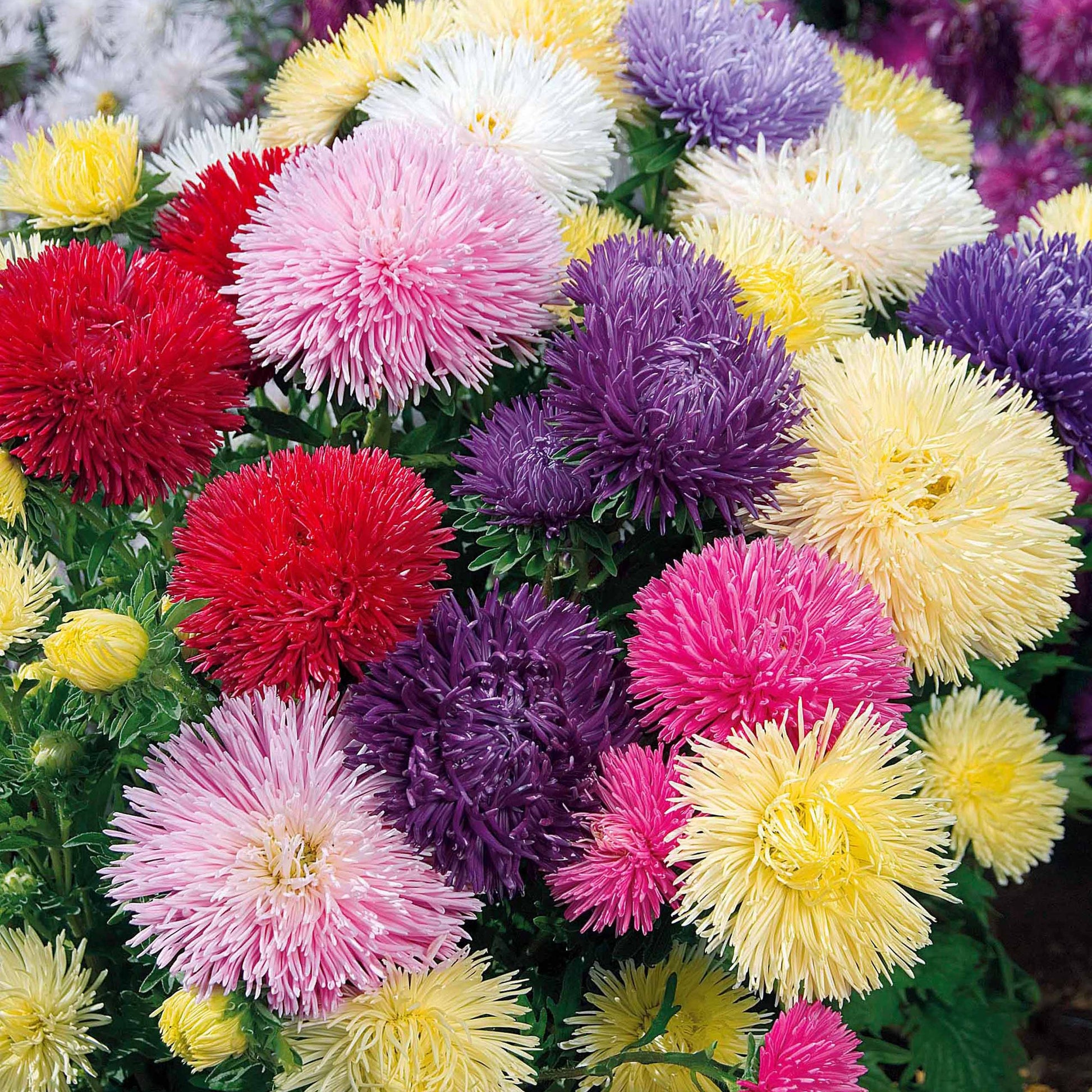 Bakker - Reine-marguerite Idyll en mélange - Callistephus chinensis - Potager