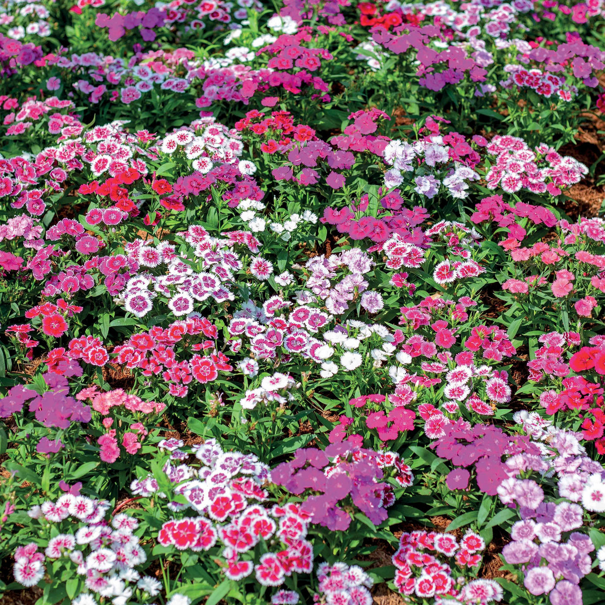 Graines d'oeillets de poète en mélange - Dianthus barbatus - Bakker