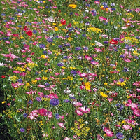 Fleurs des champs en mélange - Bakker.com | France