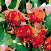 Fuchsias retombants en mélange - Bakker.com | France