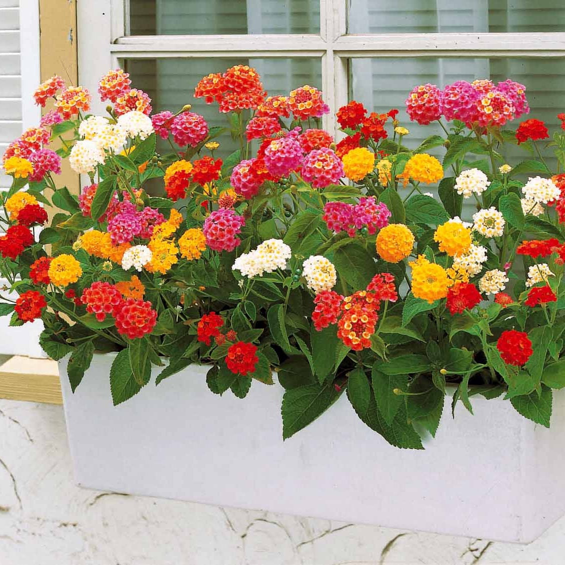 Lantana camara - 3 Lantanas en mélange - Plantes de terrasses et balcons
