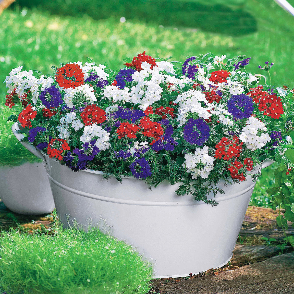 3 Verveines rouge, blanc, bleu en mélange - Verbena peruviana lascar, red with eye, brillant white, - Bakker