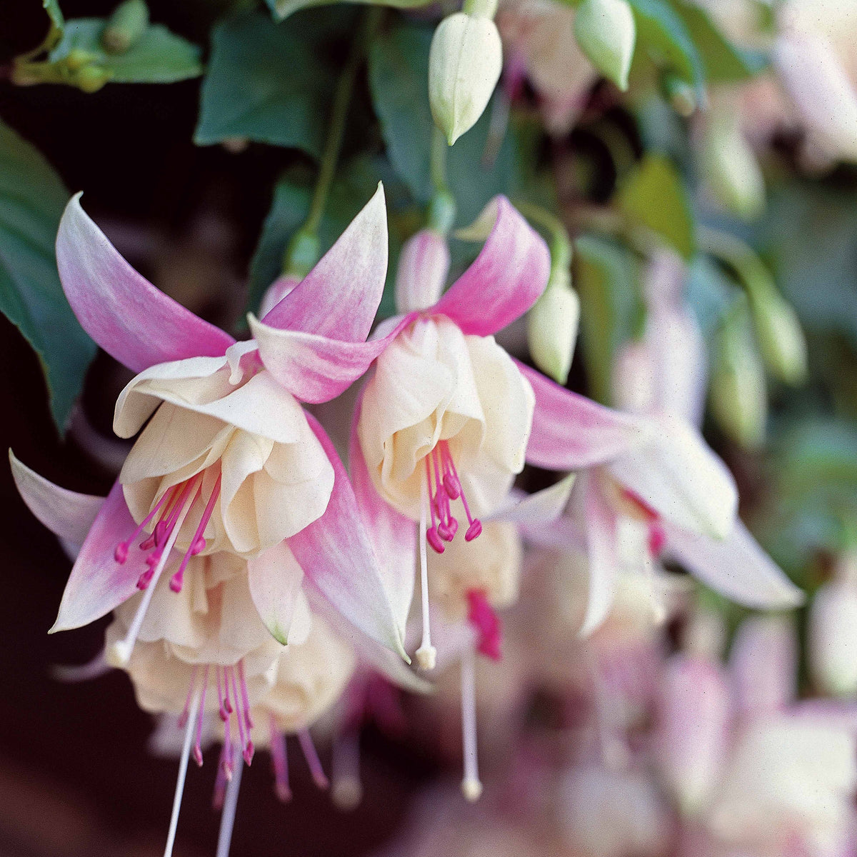 6 Fuchsias résistants au gel en mélange - Fuchsia Blue Sarah , Annabel - Bakker