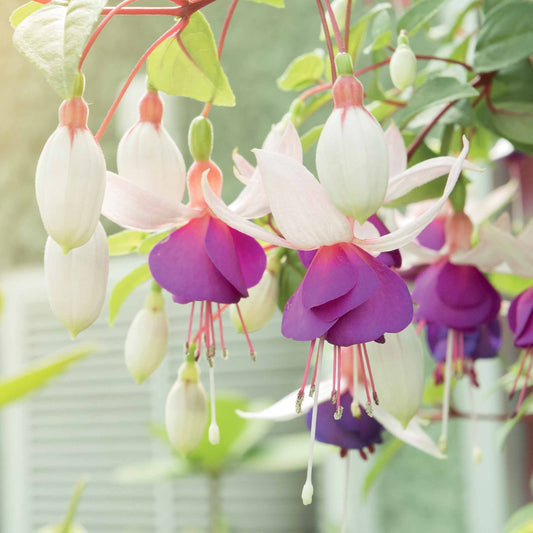 6 Fuchsias résistants au gel en mélange - Bakker