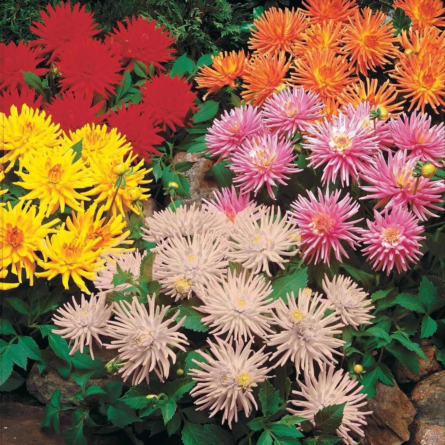 Bulbes de Dahlia