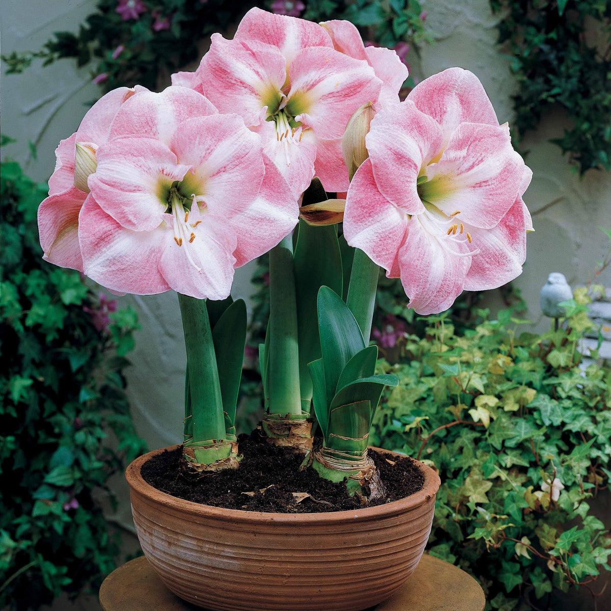 Amaryllis Valencia, Angelique - Collection d'Amaryllis naines - Bulbes d'Amaryllis