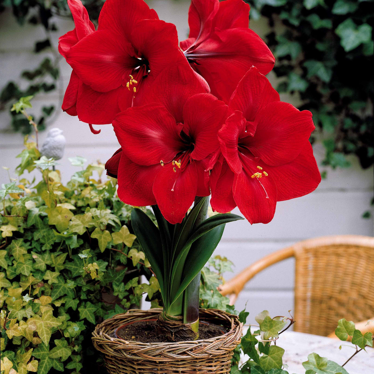 Collection d'Amaryllis naines - Amaryllis Valencia, Angelique - Bakker