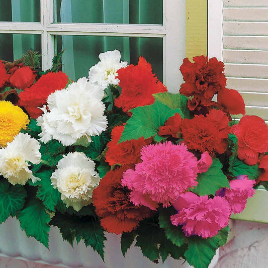 25 Bégonias à grandes fleurs en mélange - Bakker