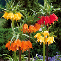 Collection de Couronnes impériales : jaune, rouge, orange - Fritillaria imperialis - Packs de bulbes de fleurs