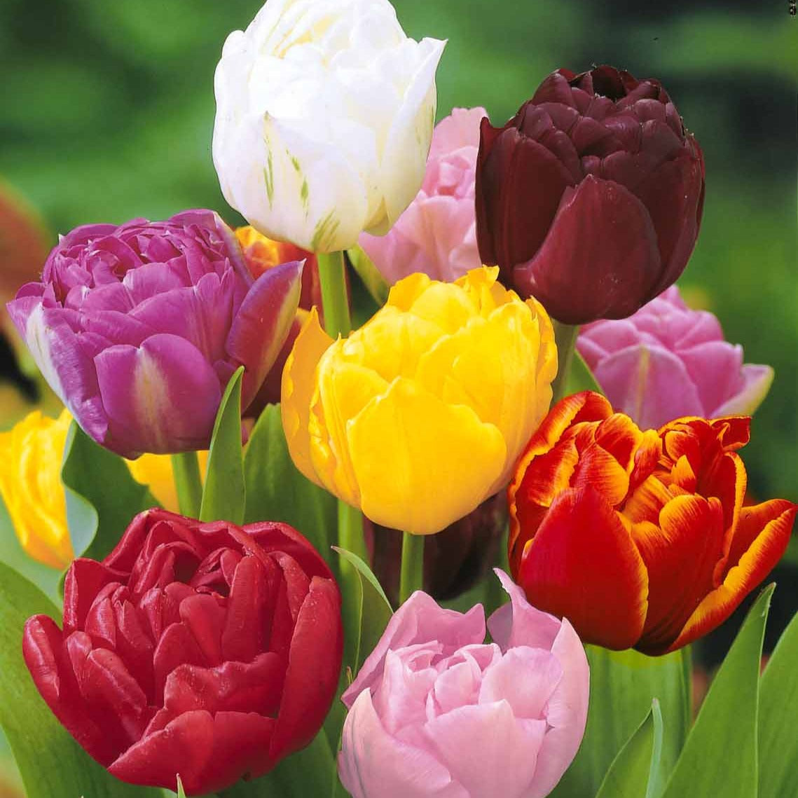 Bulbes Tulipe Saumon - Lot De 10, Calibre 10/11, Floraison Printemps, Hauteur 30-50 Cm