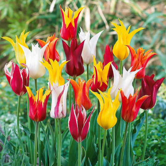 25 Tulipes à fleurs de lis en mélange - Bakker
