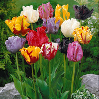 Bakker - 20 Tulipes perroquet en mélange - Tulipa - Bulbes de printemps