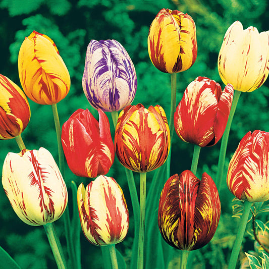 20 Tulipes flammées en mélange - Tulipa - Bulbes à fleurs