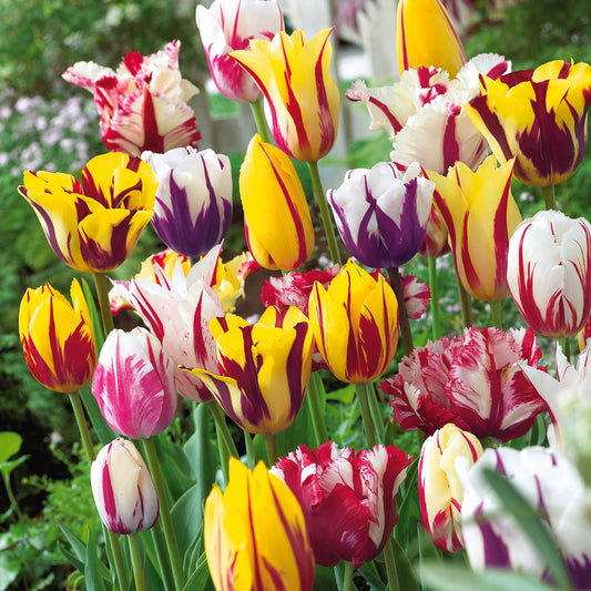 20 Tulipes flammées en mélange - Bakker